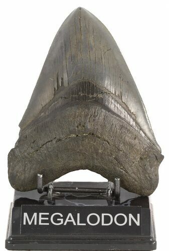 Collector Quality Fossil Megalodon Tooth #47481